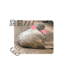 oirannANIMAL（個別スタンプ：30）