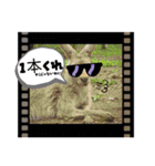 oirannANIMAL（個別スタンプ：39）
