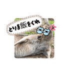 oirannANIMAL（個別スタンプ：40）