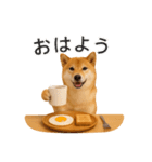 リアル柴犬(日常)（個別スタンプ：1）
