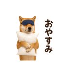 リアル柴犬(日常)（個別スタンプ：2）