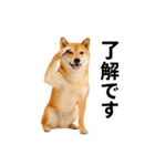 リアル柴犬(日常)（個別スタンプ：3）