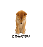 リアル柴犬(日常)（個別スタンプ：5）