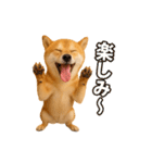 リアル柴犬(日常)（個別スタンプ：6）