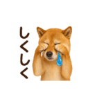 リアル柴犬(日常)（個別スタンプ：7）