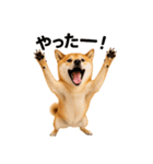 リアル柴犬(日常)（個別スタンプ：8）