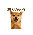 リアル柴犬(日常)（個別スタンプ：10）