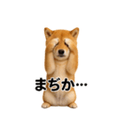 リアル柴犬(日常)（個別スタンプ：11）