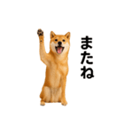 リアル柴犬(日常)（個別スタンプ：12）