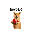 リアル柴犬(日常)（個別スタンプ：13）