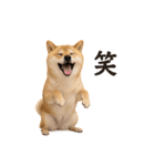 リアル柴犬(日常)（個別スタンプ：15）