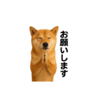 リアル柴犬(日常)（個別スタンプ：16）