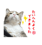 にゃろん with ペロみ②（個別スタンプ：10）