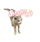 にゃろん with ペロみ②（個別スタンプ：19）