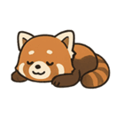 表情豊かなレッサーパンダくん（個別スタンプ：31）