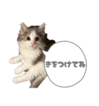 毎日使うととんぷ（個別スタンプ：5）