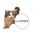 毎日使うととんぷ（個別スタンプ：6）