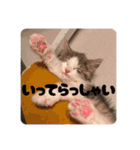 毎日使うととんぷ（個別スタンプ：7）