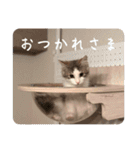 毎日使うととんぷ（個別スタンプ：9）