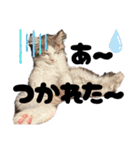 毎日使うととんぷ（個別スタンプ：10）