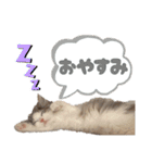 毎日使うととんぷ（個別スタンプ：12）