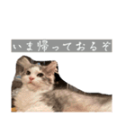 毎日使うととんぷ（個別スタンプ：18）