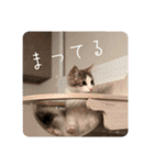 毎日使うととんぷ（個別スタンプ：19）