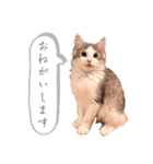 毎日使うととんぷ（個別スタンプ：21）