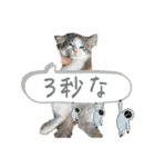 毎日使うととんぷ（個別スタンプ：28）