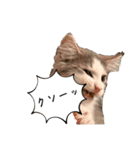 毎日使うととんぷ（個別スタンプ：30）