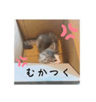 毎日使うととんぷ（個別スタンプ：31）