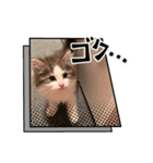 毎日使うととんぷ（個別スタンプ：34）