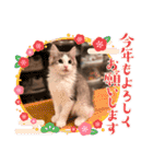 毎日使うととんぷ（個別スタンプ：40）