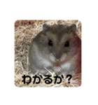 うちのハムチャン（個別スタンプ：1）