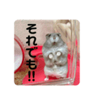 うちのハムチャン（個別スタンプ：2）