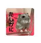 うちのハムチャン（個別スタンプ：4）