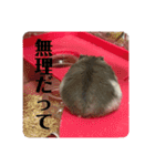 うちのハムチャン（個別スタンプ：5）