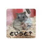 うちのハムチャン（個別スタンプ：6）