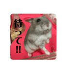 うちのハムチャン（個別スタンプ：7）