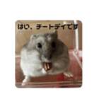うちのハムチャン（個別スタンプ：8）
