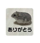うちのハムチャン（個別スタンプ：10）
