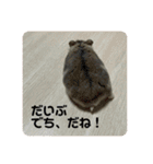 うちのハムチャン（個別スタンプ：11）