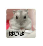 うちのハムチャン（個別スタンプ：12）