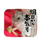 うちのハムチャン（個別スタンプ：13）