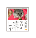 うちのハムチャン（個別スタンプ：15）