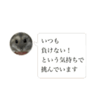 うちのハムチャン（個別スタンプ：16）