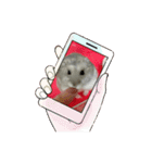 うちのハムチャン（個別スタンプ：17）