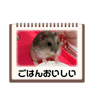 うちのハムチャン（個別スタンプ：18）