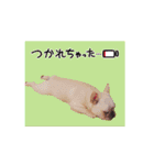 かいじゅうこじろ（個別スタンプ：13）