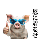 イケメンのブタ（個別スタンプ：31）